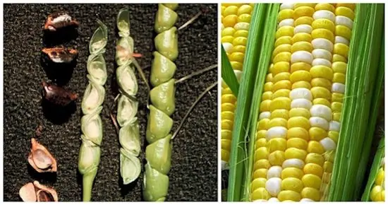 fruits-corn