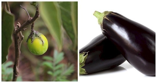 fruits-eggplant