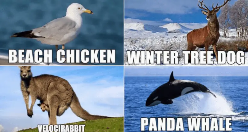 funny animal names