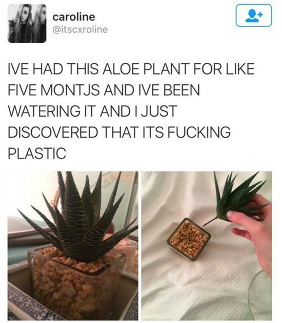 funny-pictures-plant