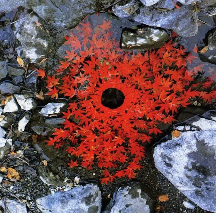 goldsworthy-leaf