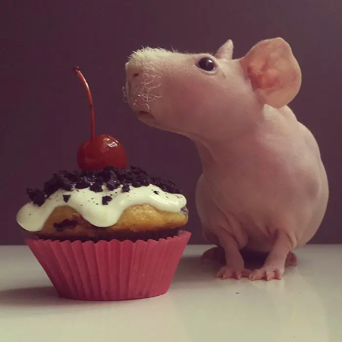 guinea-cupcake