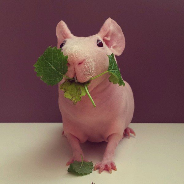 Naked Guinea Pig Poses With His Favorite Foods | Top13