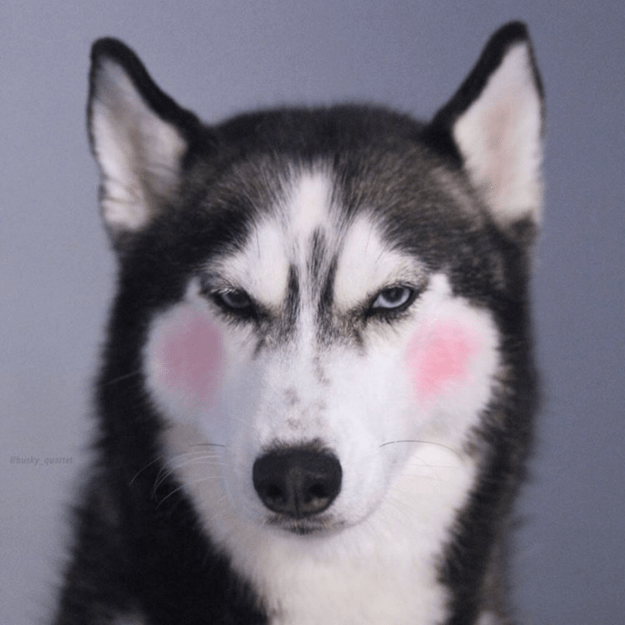 handsome-dogs-blush
