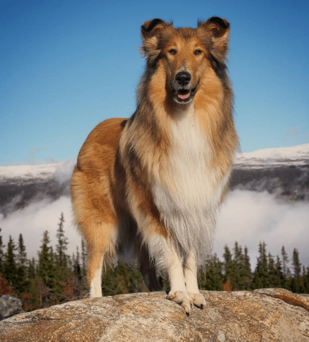 handsome-dogs-mountain