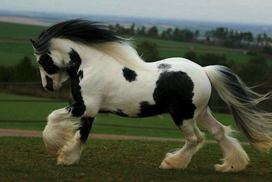 horse-magical