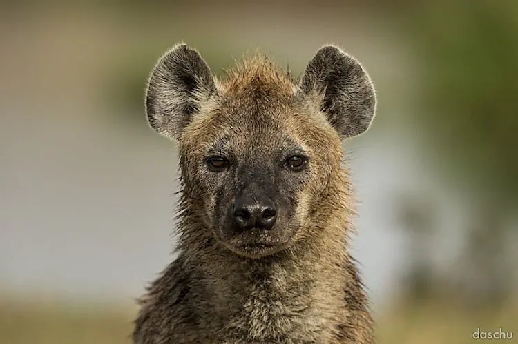 kenya-hyena