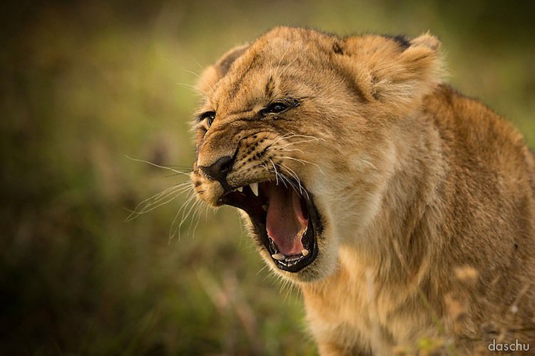 kenya-lion-cub