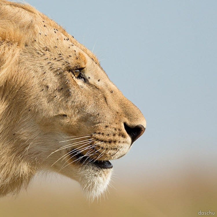 kenya-male-lion