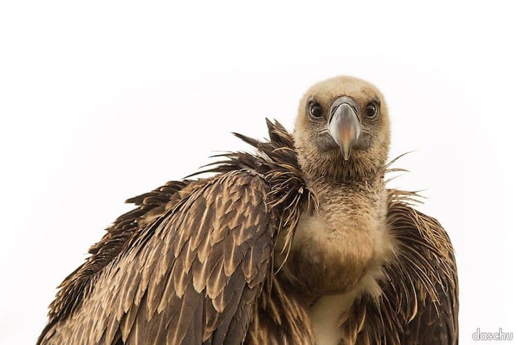 kenya-vulture