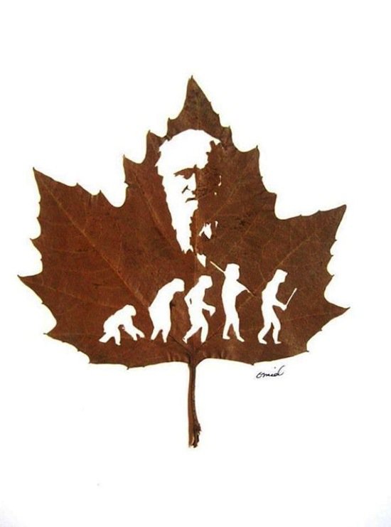 leaves-darwin