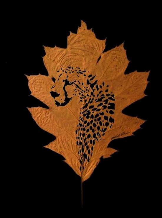 leaves-leopard