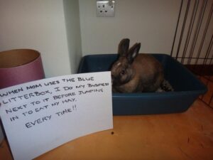 20 Bunny-Shaming Photos Of Some Very Guilty Rabbits
