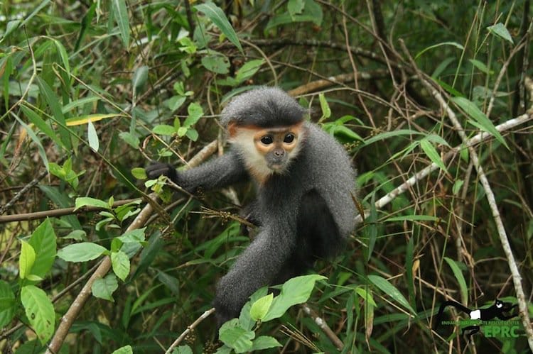 monkeys-langur