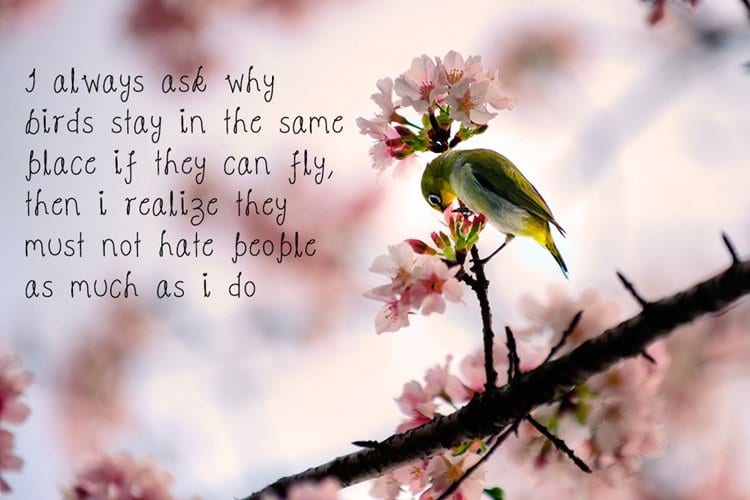 motivational-posters-hate-people-birds