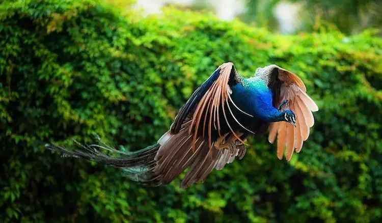 peacock-flight