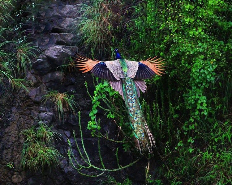 peacock-fly