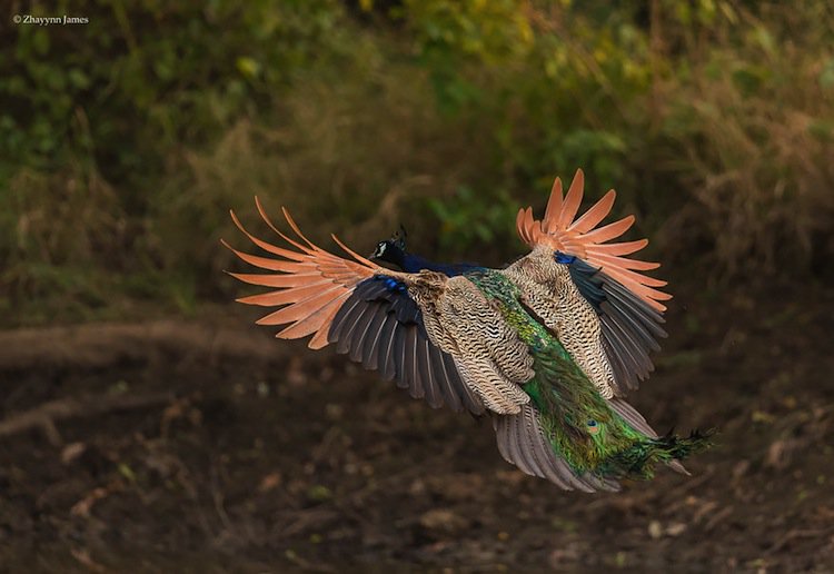 peacock-male