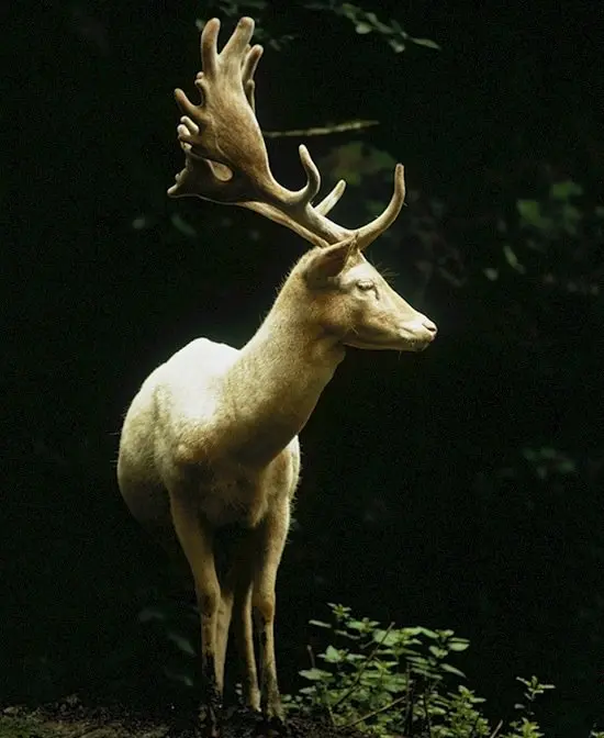 photo-deer
