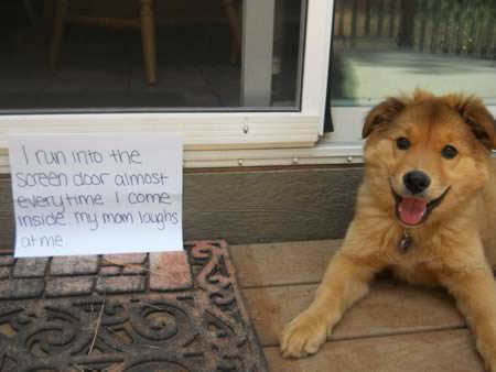 screen door dog