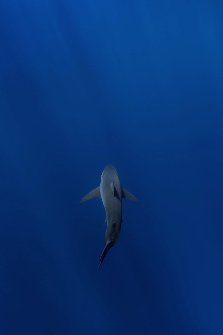 shark-blue