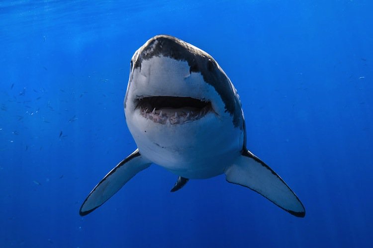 shark-smilles