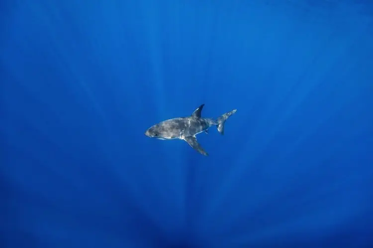 shark-swimming