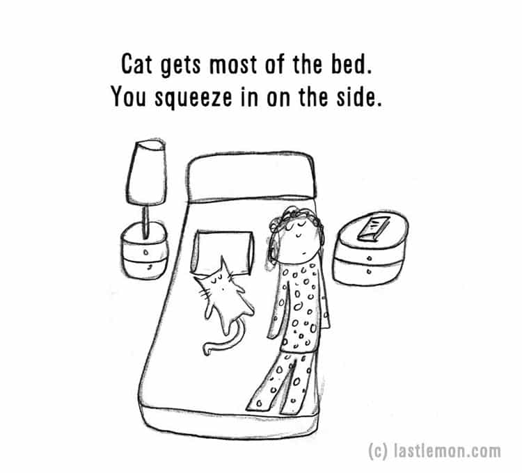 signs-that-youre-a-crazy-cat-parent-bed