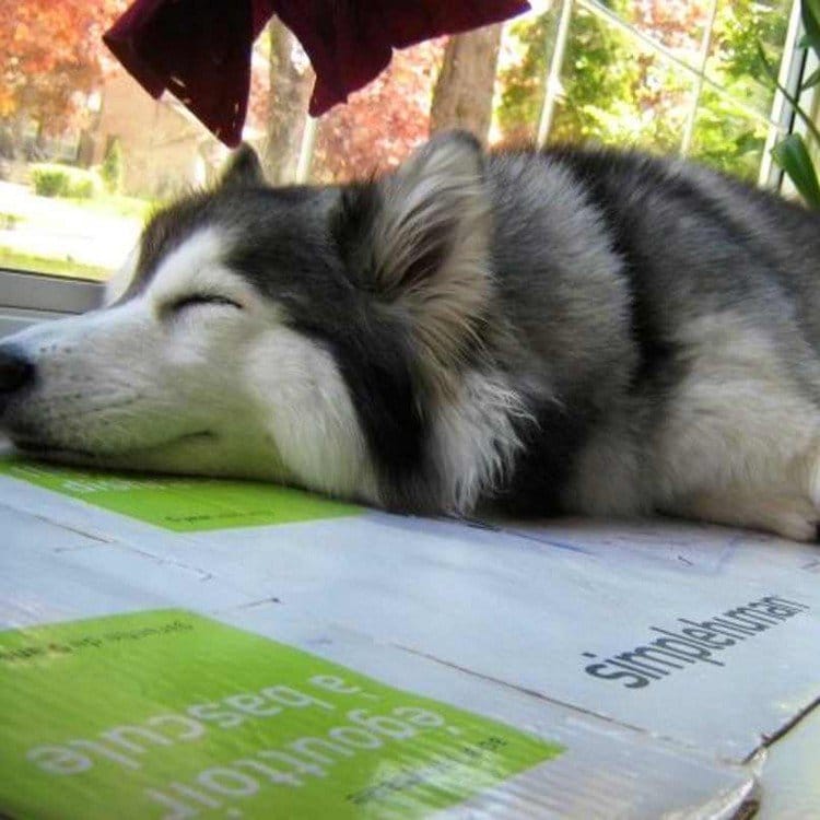 sleeping dog