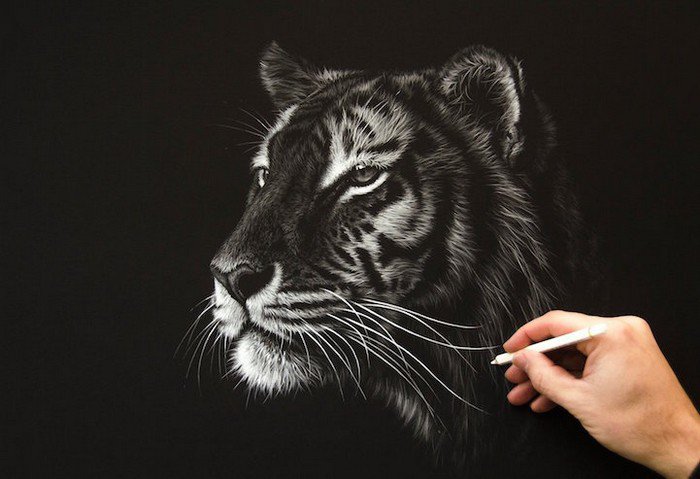tiger drawing