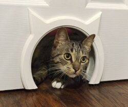 Interior Cat Door