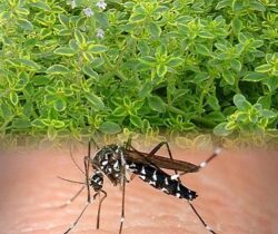 Mosquito Repelling Plant