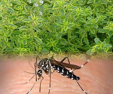 Mosquito Repelling Plant