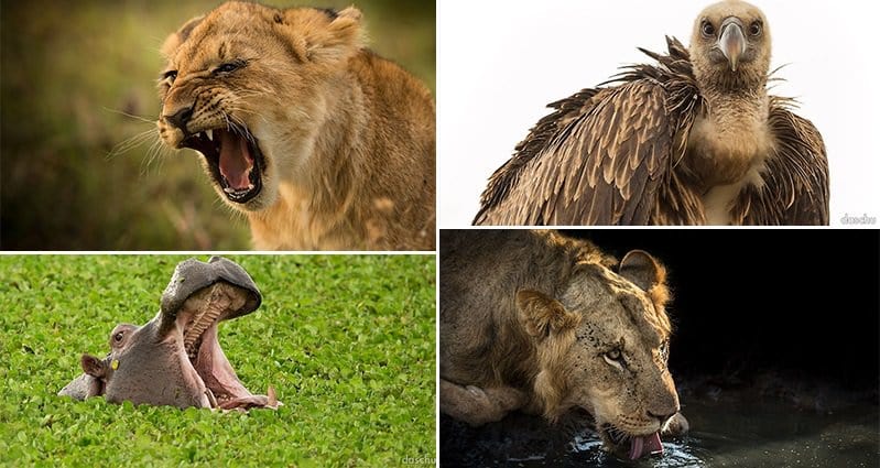 13 Stunning Safari Photographs Of Wild Animals In Kenya