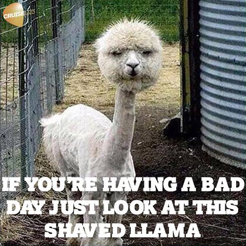Shaved Lama