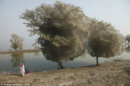 amazing-nature-ghost-trees