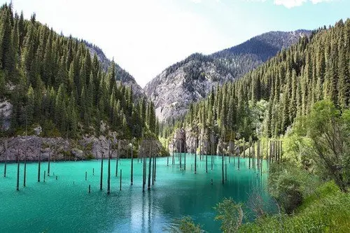 amazing-nature-underwater-forest