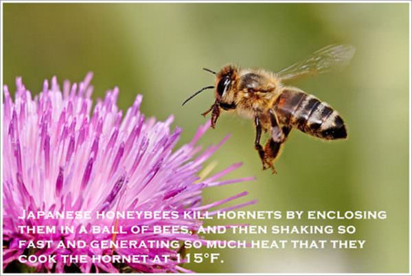 awesome-facts-bees