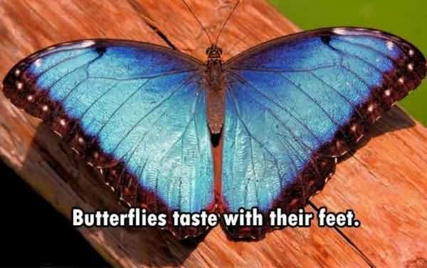 awesome-facts-butterflies