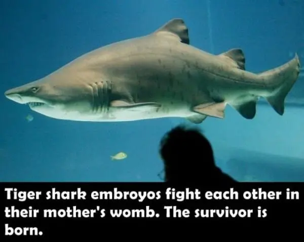 awesome-facts-tiger-shark