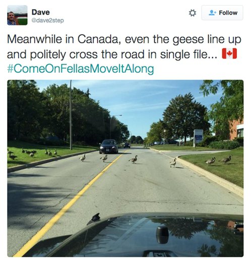 canada-geese
