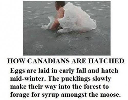 canada-hatched