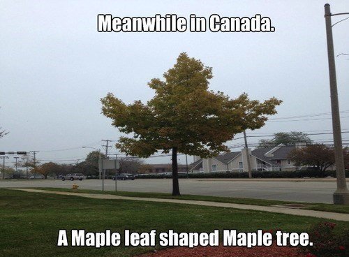 canada-maple