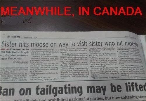 canada-moose