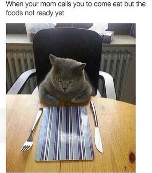 cat-pictures-dinner