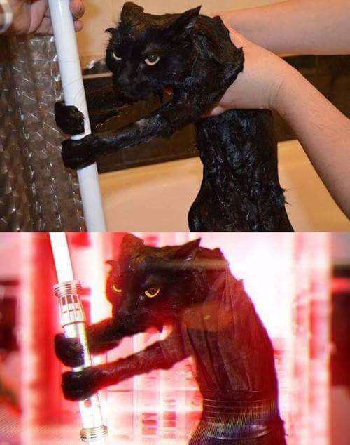 cat-pictures-kylo