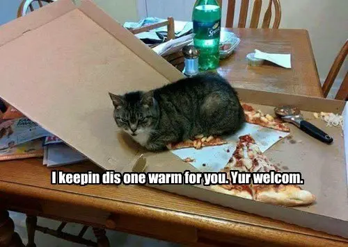 cat-pictures-pizza