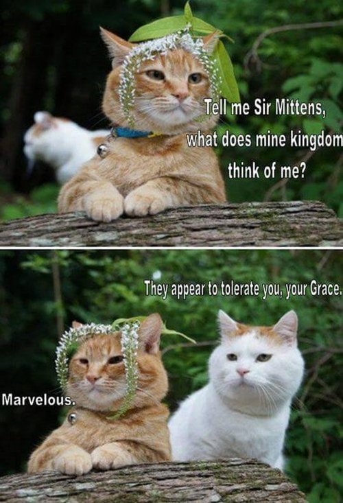 cat-pictures-sir