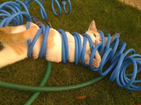 cats-regretting-choices-hose