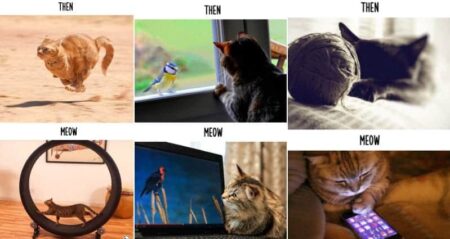 cats technology
